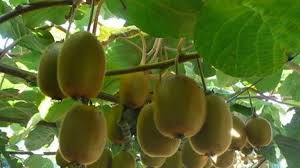 kỹ thuật trồng quả Kiwi