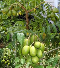 Hướng dẫn trồng cây cóc Thái cực sai quả trong chậu