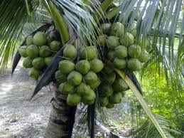 Hướng dẫn kỹ thuật trồng dừa dứa sai trái